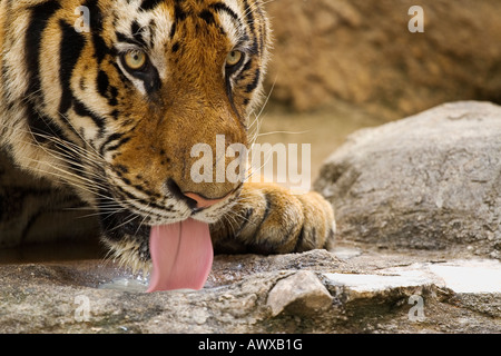 L'eau potable un tigre indochinois Banque D'Images