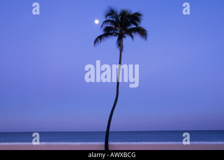 Floride un palmier pleine lune la nuit ou au crépuscule ou à l'aube. Horizon Line et Océan Atlantique. Palm Beach, Floride. Personne Banque D'Images