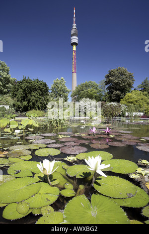 Étang de jardin dans le Westphalian-Park avec vue sur la tour de télévision, Florian, l'Allemagne, en Rhénanie du Nord-Westphalie, Ruhr, dort Banque D'Images