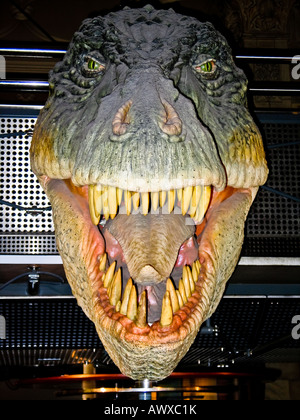 T-Rex head au Natural History Museum, Londres Banque D'Images