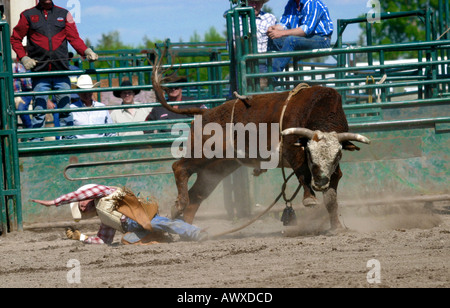 De taureau Banque D'Images