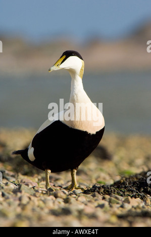 Canard Eider à duvet, Somateria mollissima, homme debout près de l'estuaire Ythan dans Aberdeenshire Banque D'Images