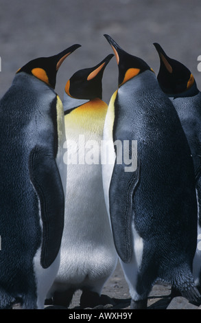 UK, South Georgia Island, trois King Penguins standing on beach Banque D'Images