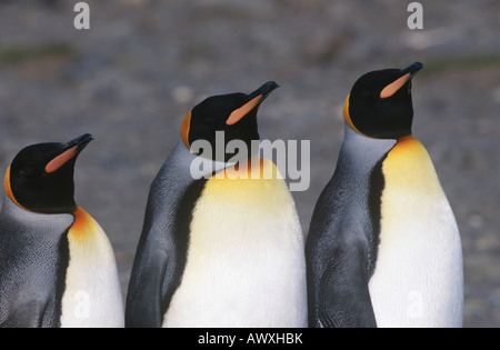 UK, South Georgia Island, trois pingouins roi debout côte à côte, Close up Banque D'Images