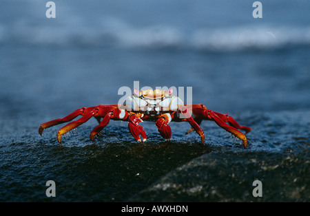 L'Équateur, Îles Galápagos, Sally Lightfoot Crab sur rock, Close up Banque D'Images