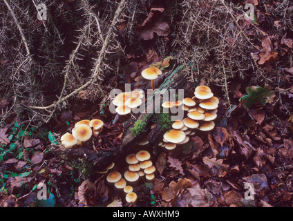 Champignon dans la forêt dans le Suffolk Uk Banque D'Images