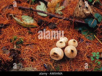 Champignon dans la forêt dans le Suffolk Uk Banque D'Images