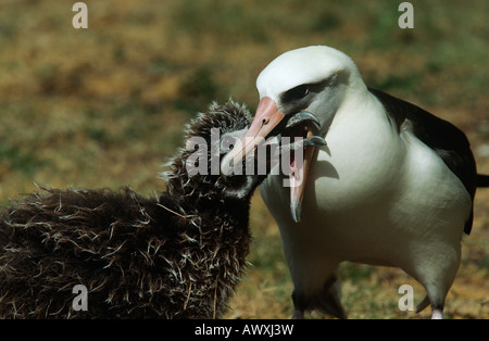 Albatros de Laysan (Phoebastria immutabilis) nichée d'alimentation Banque D'Images