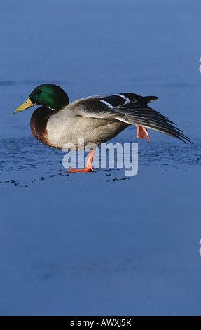 Homme Canard colvert (Anas platyrhynchos) sur la glace, side view Banque D'Images