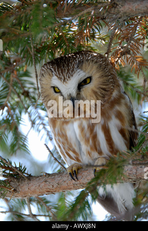 Une petite nyctale se reposant dans un pin sur le Leslie Spit Bird Sanctuary à Toronto Banque D'Images