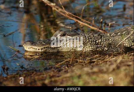 (Alligator mississippiensis) Alligator swamp Banque D'Images