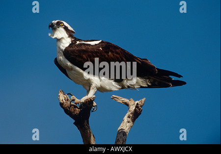 Balbuzard pêcheur (Pandion haliaetus) perching on branch Banque D'Images