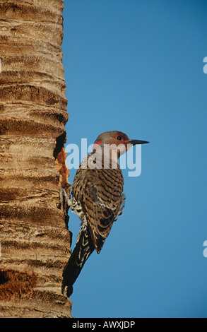 Gila Woodpecker (Melanerpes uropygialis) sur le tronc de l'arbre Banque D'Images