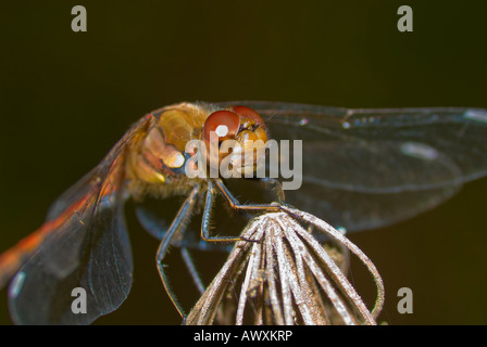 Sympetrum striolatum femelle vert commun Banque D'Images