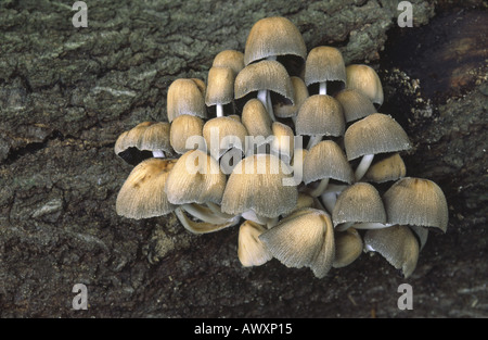 Capsules de scintillement. Coprinus micaceus Banque D'Images