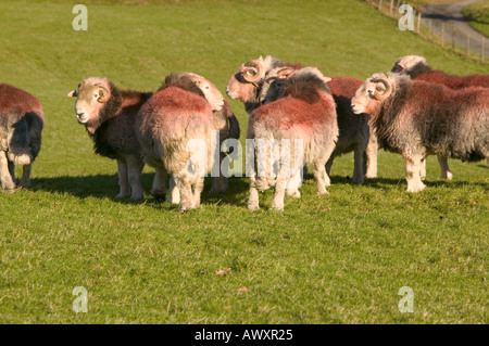 En peu de béliers Herdwick Langdale, Lake District, Cumbria, Royaume-Uni Banque D'Images