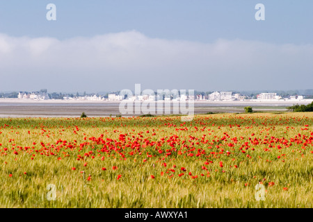 Vue sur la Baie de Somme vers Le Crotoy du Cap Hornu avec coquelicots dans un champ de maïs aux beaux jours Banque D'Images