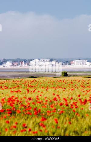 Vue sur la Baie de Somme vers Le Crotoy du Cap Hornu avec coquelicots dans un champ de maïs aux beaux jours Banque D'Images