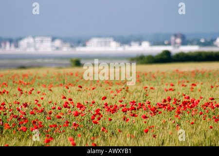 Vue sur la Baie de Somme vers Le Crotoy du Cap Hornu avec coquelicots dans un champ de maïs aux beaux jours Banque D'Images