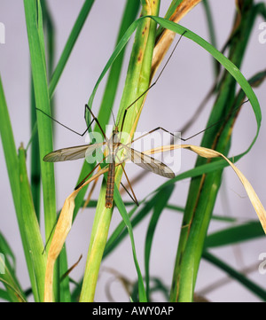 Tipule Tipula oleracea sur l'herbe Banque D'Images