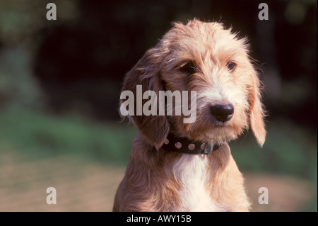 Chien de Berger catalan. Chef close-up Banque D'Images