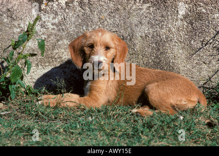 Chien de Berger Catalan Banque D'Images