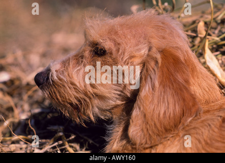 Chien de Berger catalan. Chef close-up Banque D'Images