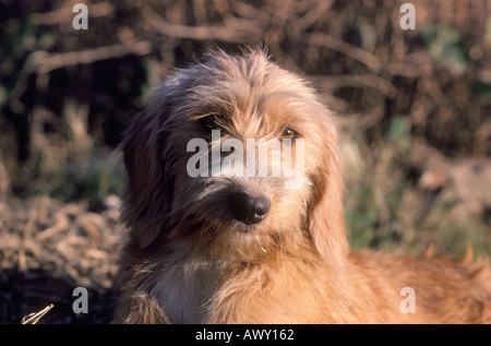 Chien de Berger catalan. Chef close-up Banque D'Images