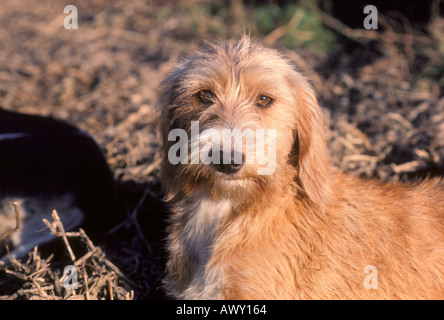 Chien de Berger catalan. Chef close-up Banque D'Images