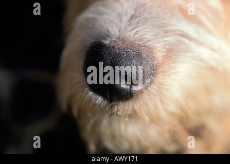 Chien de Berger catalan. Museau close-up Banque D'Images