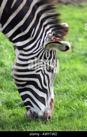 Le zèbre de Grevy (Equua grevyi) Banque D'Images