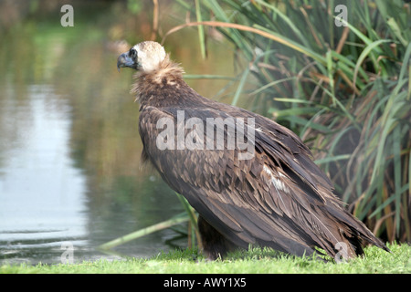 Cinereous Vulture - Arctia monachus Banque D'Images