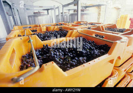 Raisins de prêt pour le broyage, la Yarra Valley, Victoria, Australie Banque D'Images