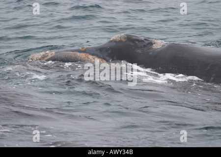 Le sud de l'Wright Whale près de Puerto Madryn, Argentine Peninsula Banque D'Images