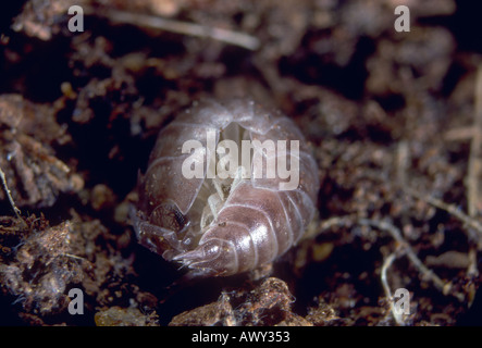 , Cloporte Armadillidium vulgare. Roulée dans Banque D'Images