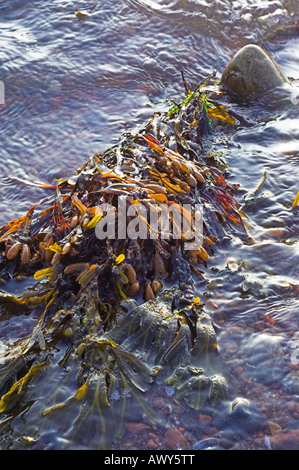 L'algue sur côte de Moray, un mélange de fucus vésiculeux, Fucus vesiculosus, et Spirale, Fucus spiralis Rack Banque D'Images