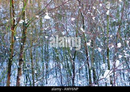 Vue d'hiver des gaules dans la neige sur la piste de Longdendale dans le Peak District Banque D'Images