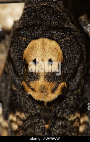 Totenkopfschwärmer Acherontia atropos Banque D'Images