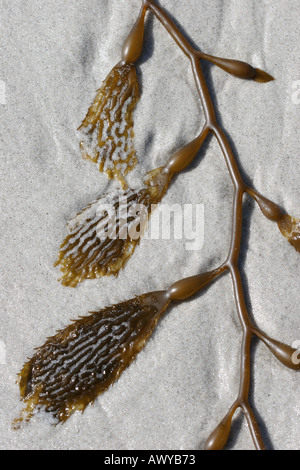 Des algues sur la plage de Carmel par mer California USA Banque D'Images