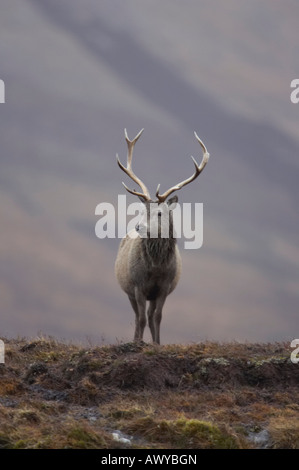 Pris dans Alladale Wilderness Reserve. Banque D'Images