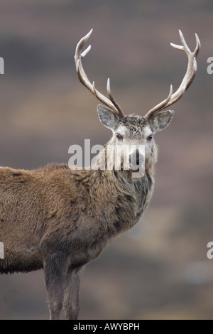 Pris dans Alladale Wilderness Reserve. Banque D'Images