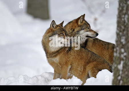 Le loup Canis lupus Banque D'Images