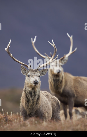 Pris dans Alladale Wilderness Reserve. Banque D'Images