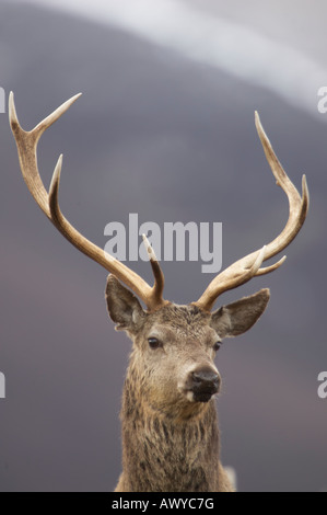 Pris dans Alladale Wilderness Reserve. Banque D'Images