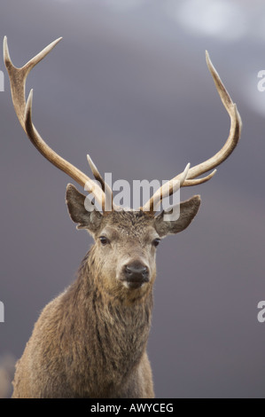 Pris dans Alladale Wilderness Reserve. Banque D'Images