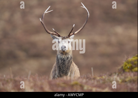 Pris dans Alladale Wilderness Reserve. Banque D'Images