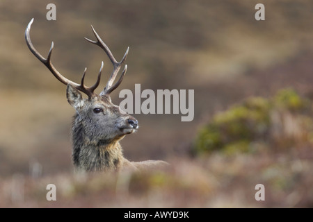 Pris dans Alladale Wilderness Reserve. Banque D'Images