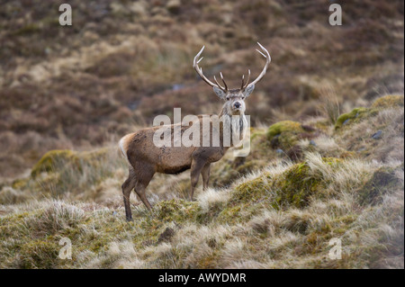 Pris dans Alladale Wilderness Reserve. Banque D'Images