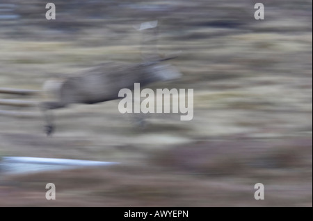 Pris dans Alladale Wilderness Reserve. Banque D'Images