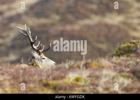 Pris dans Alladale Wilderness Reserve. Banque D'Images